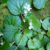 Begonia tenera Dryand.